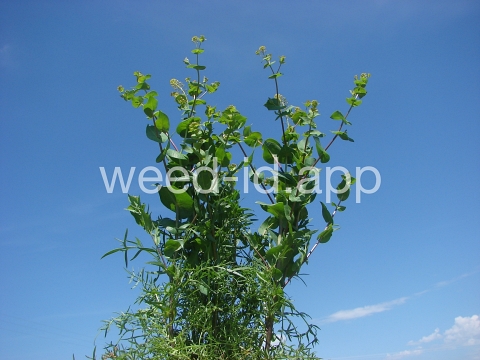 pepperweed, clasping